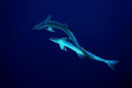   Fishs Echeneis naucrates  